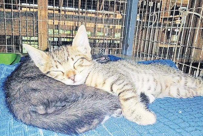 THIS snoozing cat is one of 30 animals being sent off for adoption in the United States by the Humane Society of Grand Bahama.