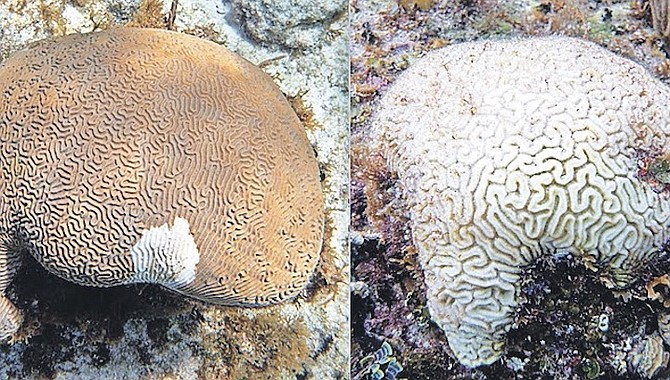 BEFORE and after: When a coral becomes infected with Stony Coral Tissue Loss Disease (left) it can be completely dead within a matter of weeks (right).