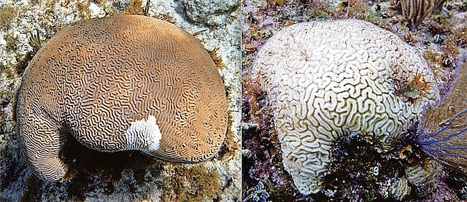 When a coral becomes infected with Stony Coral Tissue Loss Disease (left) it can be completely dead within a matter of weeks (right). This relentless, dangerous malady is sweeping across our underwater landscape, threatening the fishing, diving and tourism industries. Solutions exist and help has been offered, but the government is dragging its feet.