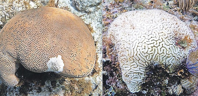 BEFORE and after: When a coral becomes infected with Stony Coral Tissue Loss Disease (left) it can be completely dead within a matter of weeks (right).