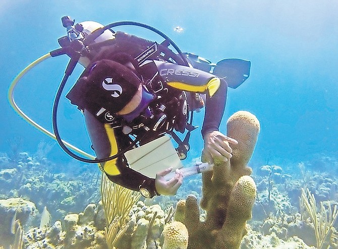 A marine biologist at the Perry Institute delivers life-saving antibiotic treatment to a pillar coral (Dendrogyra cylindrus) colony off Rose Island. This coral species has already been wiped out in San Salvador because of its high susceptibility to SCTLD, which is ripping through the country’s reefs.