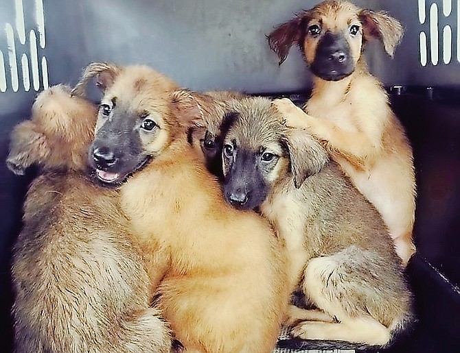 PUPPIES at the Bahamas Humane Society.