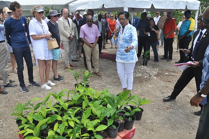 Ann Marie Davis gifted 50 breadfruit trees from The Trees That Feed Foundation to the Ole Freetown Farm in East Grand Bahama on Friday. Photos: Vandyke Hepburn