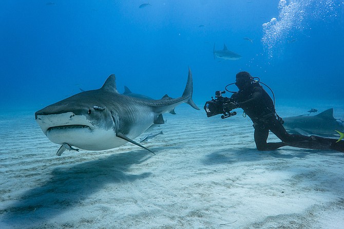 ANDRE Musgrove filming sharks at Tiger Beach.
Photo: Andre Musgrove