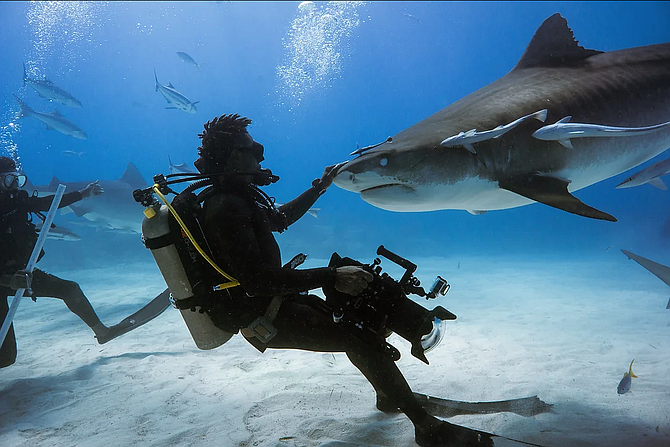 UNDERWATER photographer and shark diver Andre Musgrove touches the nose of a Tiger Shark. Photo: Kori Burkhardt