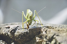Photo detail