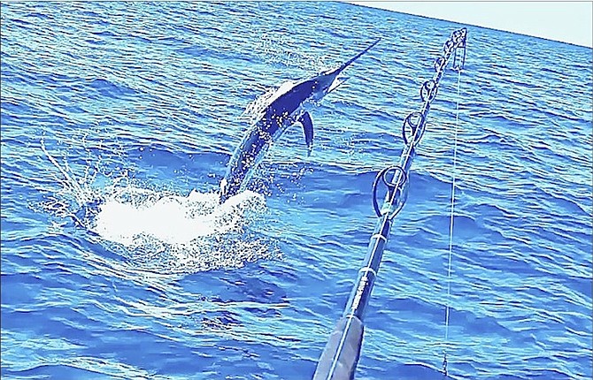 Blue Marlin near West End Grand Bahama by Fred and Lynn.