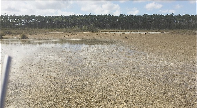 The pond in the Lucaya area where water levels have dropped. 