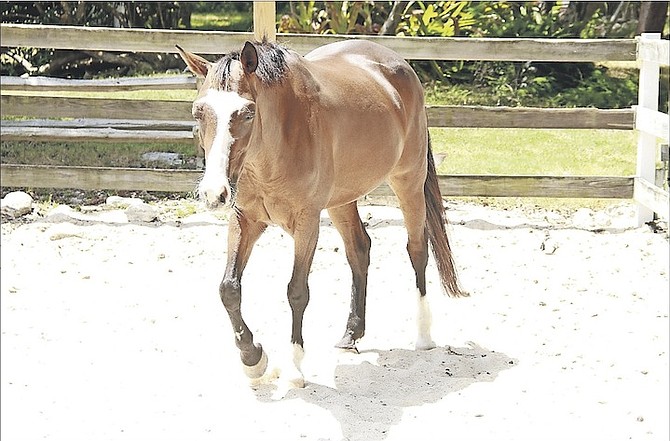 One of the horses that children had the chance to ride and groom. 	Photos: Tim Clarke/Tribune Staff