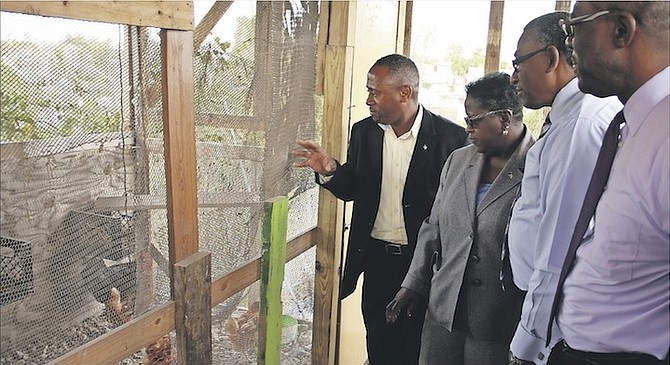 Superintendent at the Simpson Penn Centre for Boys Darrol Hall (far left) shows Minister of Social Services and Community Development Melanie Griffin, Minister of Minister of Agriculture and Marine Resources Alfred Gray, and Undersecretary in the Ministry of Agriculture Cephas Cooper (far right) the area of the backyard farm where chickens are kept for eggs. Photo: Patrick Hanna/BIS