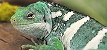 photo thumbnail