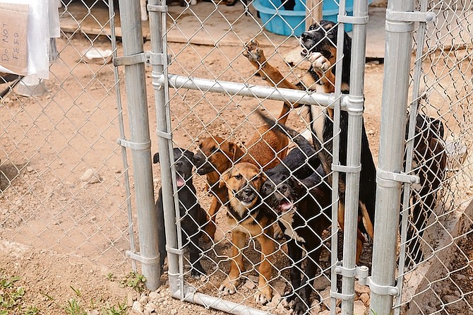 THE BAHAMAS Humane Society is crowded with puppies.
Photo: Donovan McIntosh/Tribune Staff