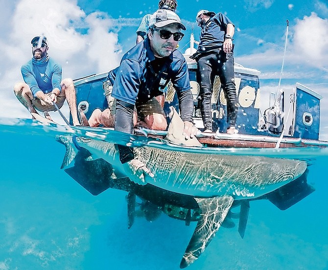 Dr Austin Gallagher with a reef shark.
Photo: Sami Kattan