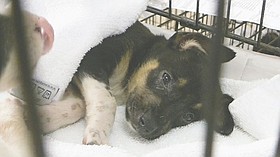 Photo detail