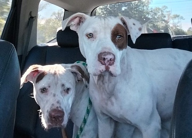 The pair of pit bulls named Frik and Frak.