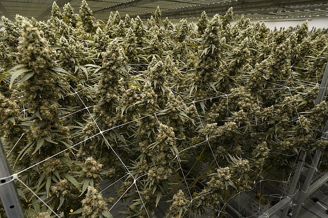 Marijuana plants display buds as they are in the flowering stage at an indoor growing facility. (AP Photo/Rogelio V. Solis, File)