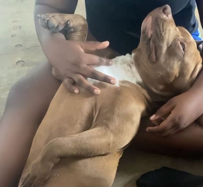 POLICE looking for a man wearing an ankle bracelet at the wrong residence end up shooting and killing a family’s pet dog Sunday (dog pictured here with his family previously).