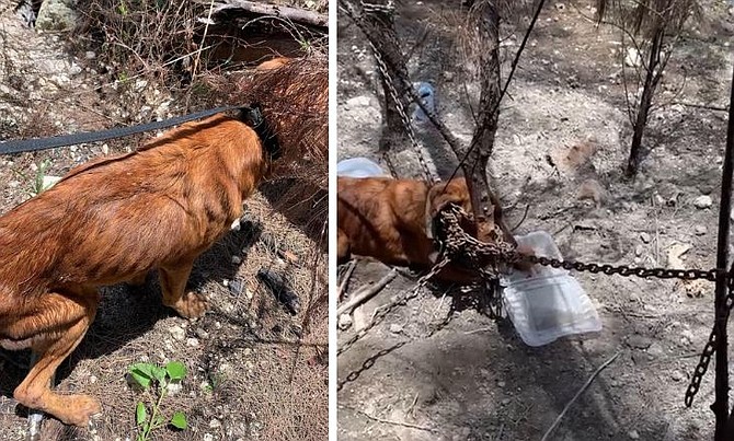 Oaks was found chained and suffering.