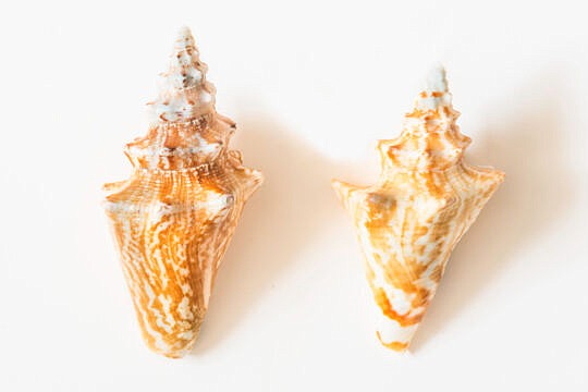 Juvenile Queen Conchs (visittci.com)