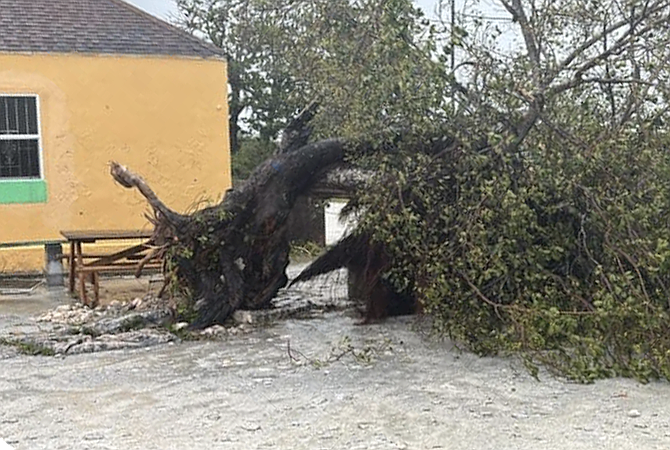 A fallen tree in Inagua.