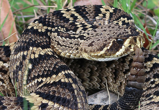 Eastern Diamond-backed Rattlesnake (Florida Museum)