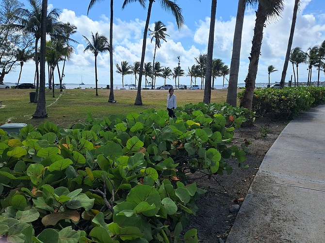 The view at Montagu after the advertising billboards came down.
Photo: Diane Phillips