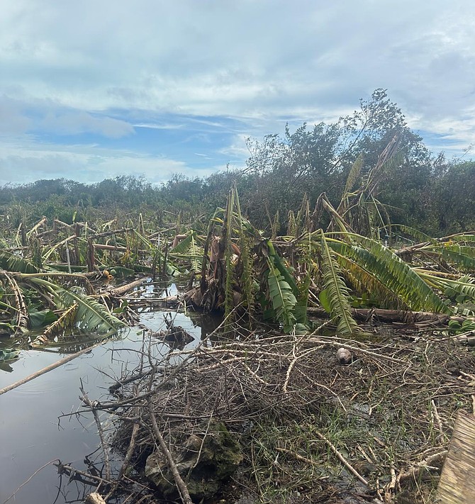 Banana plants lay toppled in the wake of Hurricane Melissa at Michael Carroll’s farm in Cat Island.
