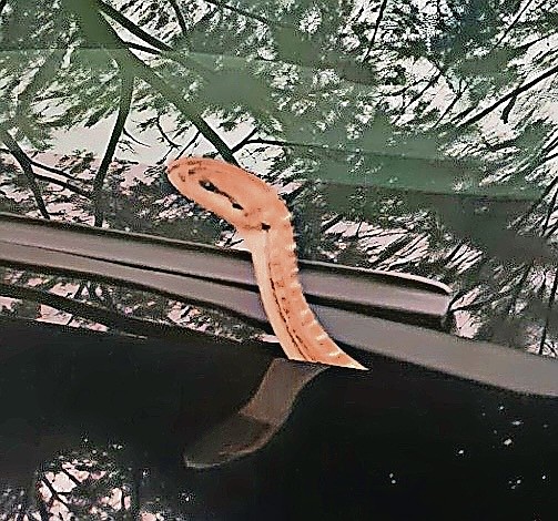 What a woman thought was a branch on her hood turned out to be a snake.