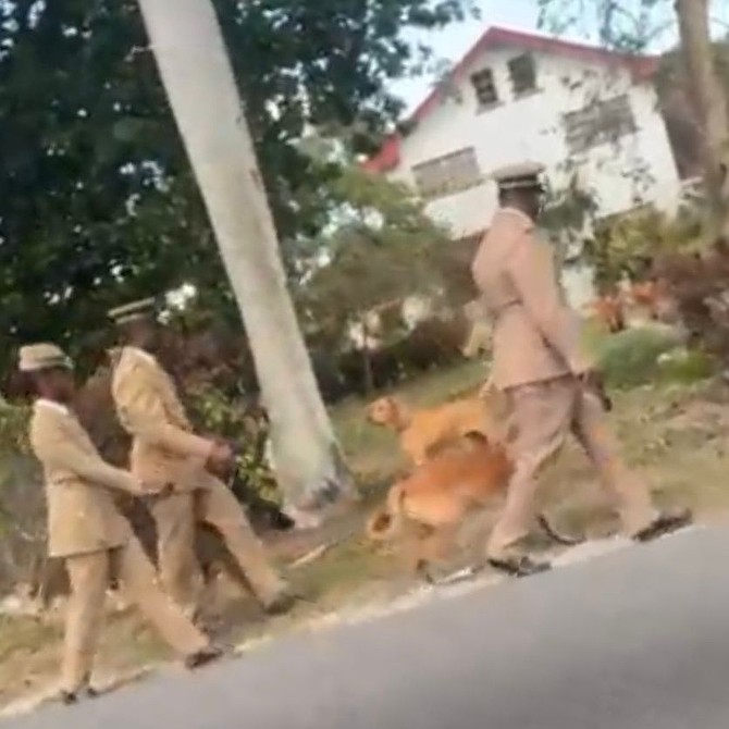 Screen capture shows a BDOCS officer walking along the street with a gun in his hand where a dog would be shot on March 6, 2026.