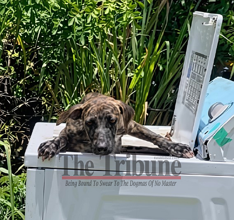 An eight-month-old puppy trapped inside an abandoned washing machine on July 5, 2026.