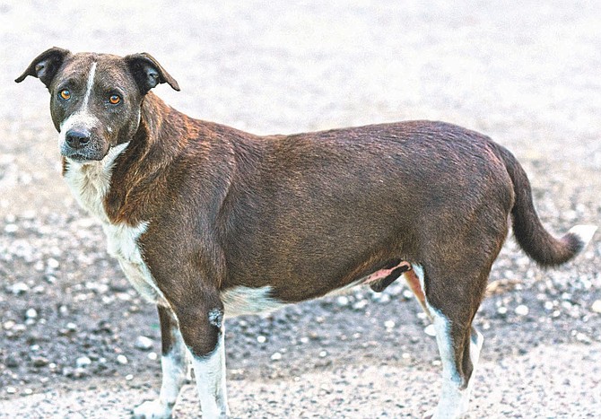 A stray dog seen in Nassau.