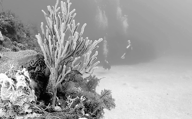 ELKHORN Coral in The Bahamas.
Photo:MSC Foundation