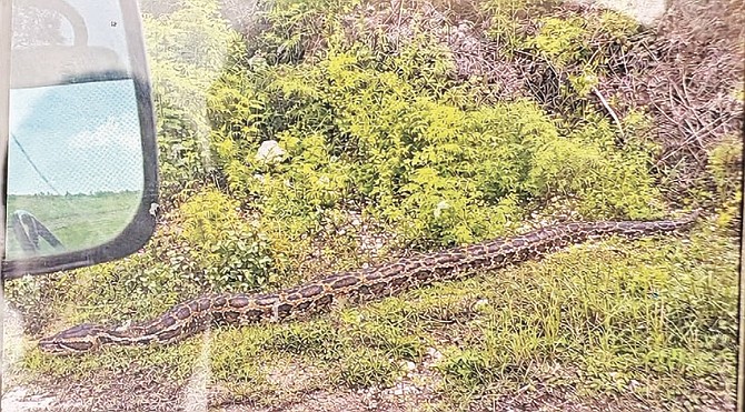 PICTURE taken in Abaco of a Burmese Python snake.