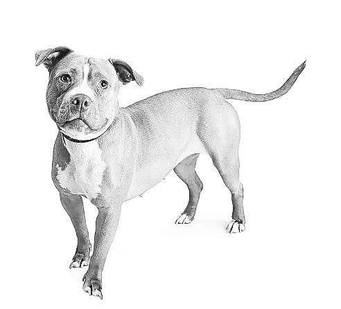 FILE Photo of a pit bull.